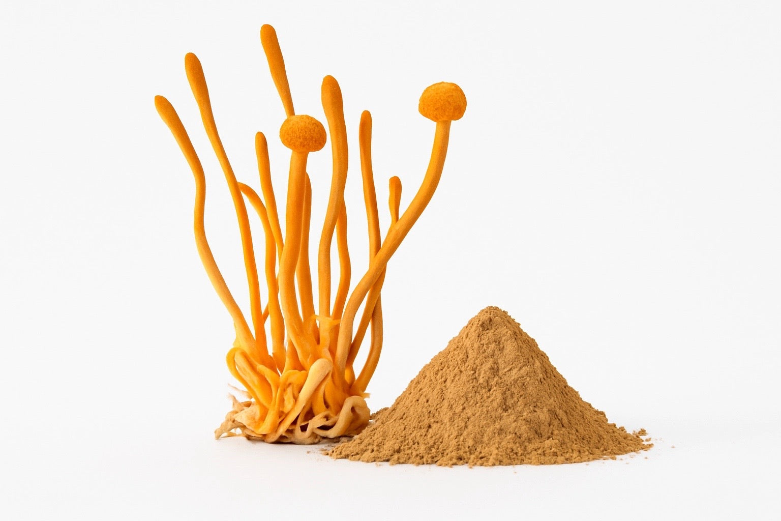Cordyceps photo